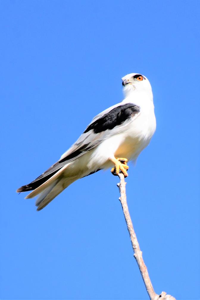 Kite-black-shouldered-C-Paul Coppins.JPG